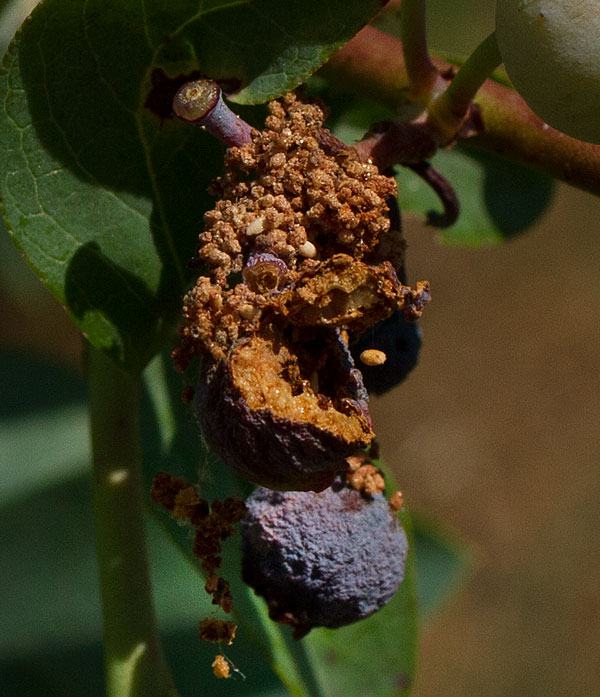 cranberry fruitworm in blueberry