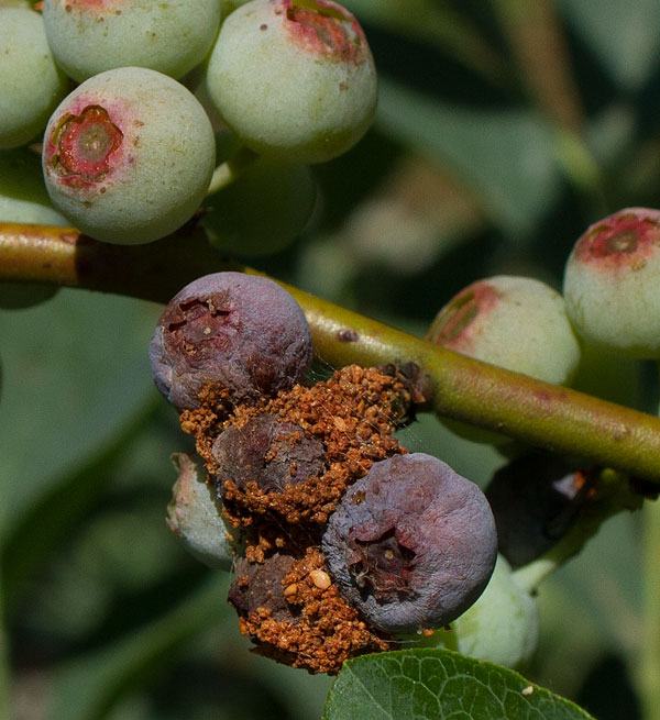 cranberry fruitworm in blueberry