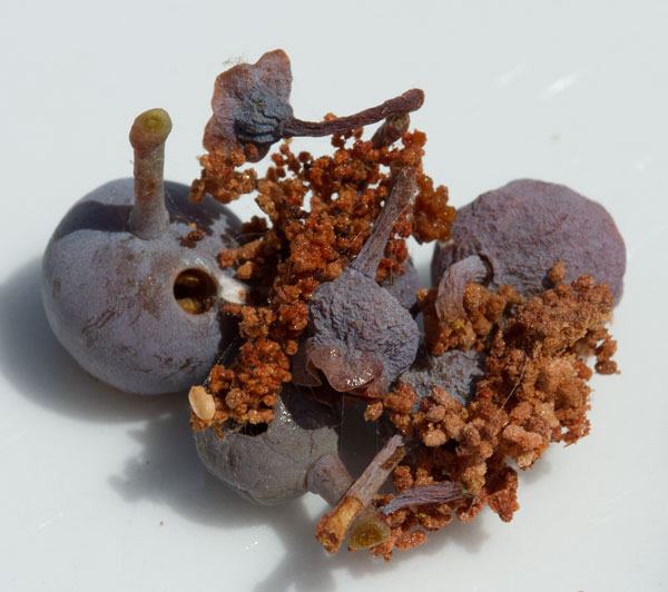 cranberry fruitworm in blueberry