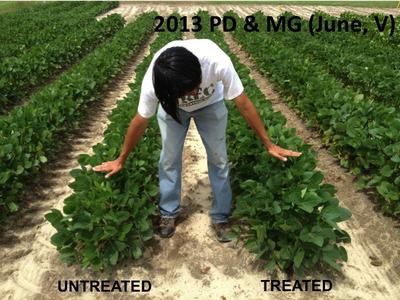 Early-season kudzu bug infestations 