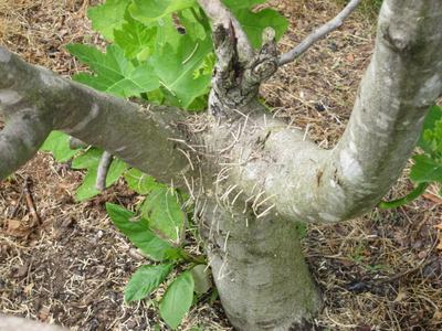 Young tree trunk with numerous thin white aerial rootlets emerging from the bark