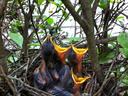 Three nestling birds in a twig nest with open yellow beaks among leafy branches