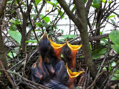 Three nestling birds in a twig nest with open yellow beaks among leafy branches