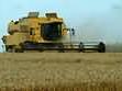 Yellow combine harvester cutting wheat in a field