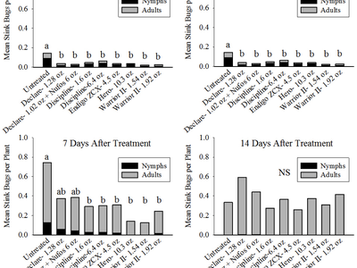 Adult and nymph brown stink bugs on corn.