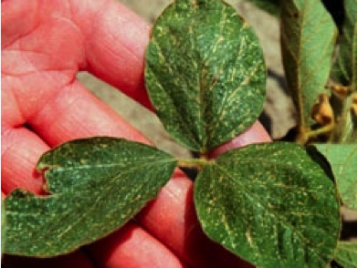 Thrips injury on a soybean trifoliate.