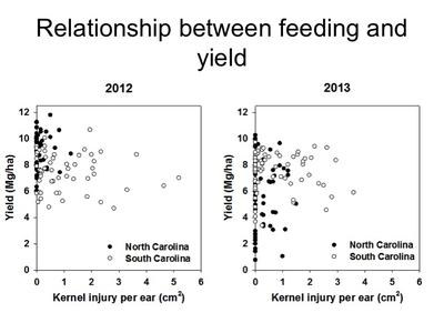 As corn earworm injury increases (measured by centimeters of kernels consumed), yield does not decrease at densities of corn earworm that are encountered in timely-planted corn. Yield in this graph is reported as metric units, rather than the US standard 