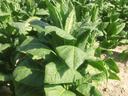 Rows of large green tobacco plants growing in a sunlit field