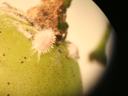 White fuzzy mealybug scale insect attached to green fruit near stem