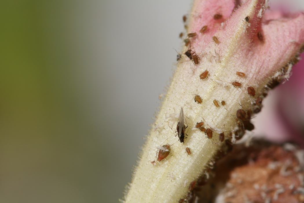 Aphids on tobacco flower. Photo: Hannah Burrack