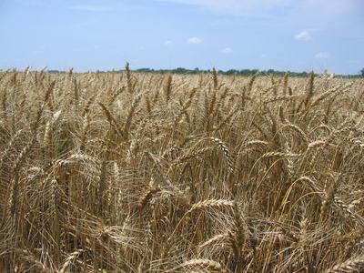 Ripe wheat heads across a field under a blue sky