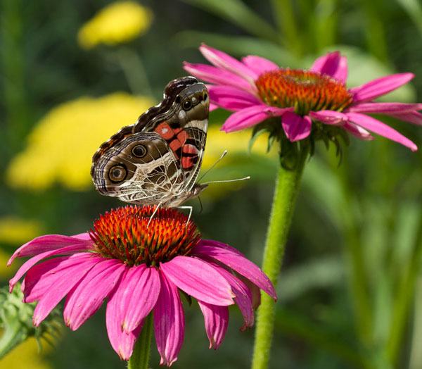 butterfly on coneflower