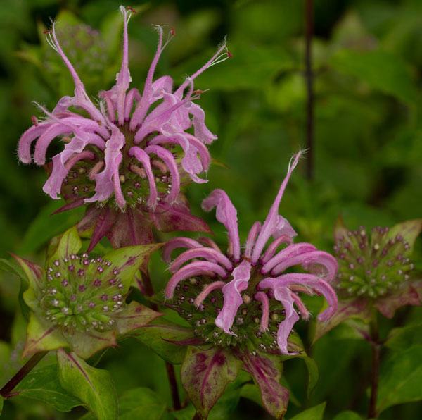 Bee balm