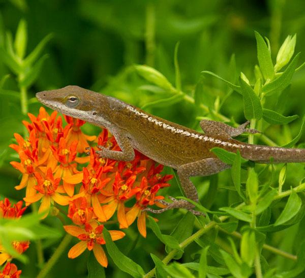 Carolina anole on butterfly weed