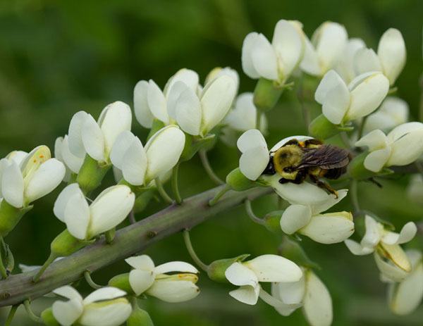 Bumble bee on white wild indigo