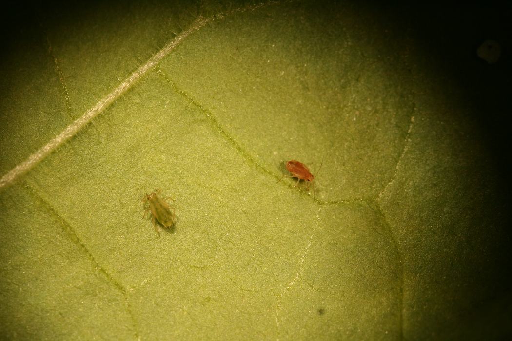 Green (left) and red (right) color morphs of green peach aphids. Photo: Alejandro Merchan