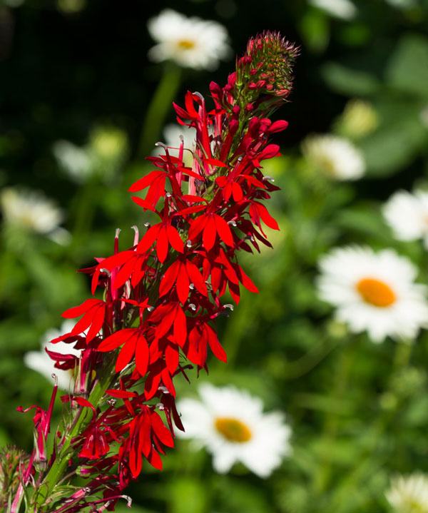 cardinal flower
