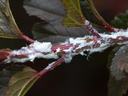 Nymphs of the flatid planthopper on eastern ninebark shrub.