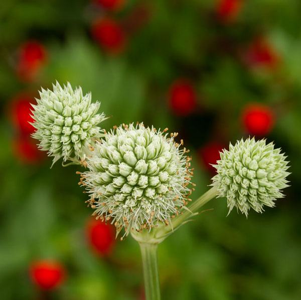 Rattlesnake master