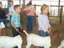 Children in plaid shirts leading goats on chains inside a livestock barn
