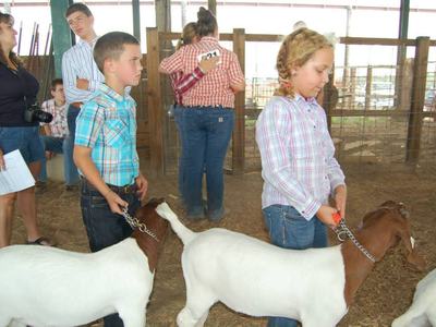 Children in plaid shirts leading goats on chains inside a livestock barn