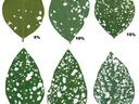 Image from Iowa State University Extension.