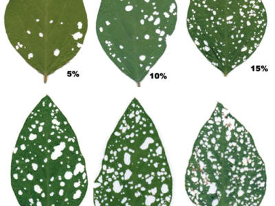 Image from Iowa State University Extension.