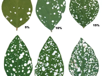 Image from Iowa State University Extension.