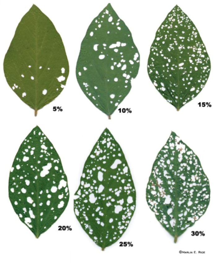Image from Iowa State University Extension.