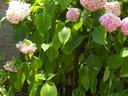 Wilted shrub.