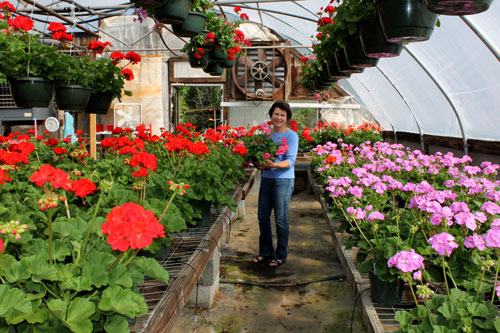 Amy Sugg with her gorgeous geraniums at Bonlee Grown Farm