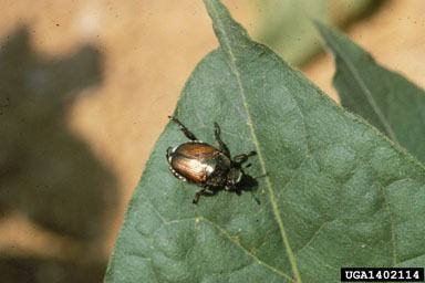 A shiny Japanese beetle on top of a leaf. Photo:vR.J. Reynolds Tobacco Company Slide Set, R.J. Reynolds Tobacco Company 