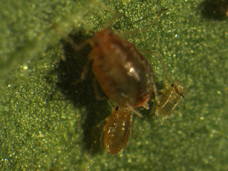 Green peach aphid nymphs next to a mature female aphid. Photo: Alejandro Merchan
