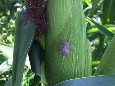Stink bugs feed on developing tissue. Once the kernels have pollinated, they will feed through the husk while the kernels are filling.