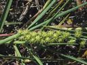 sandbur