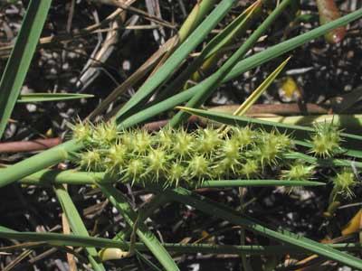 Take the Sting Out of Sandspurs - Richmond County Center | N.C. Cooperative  Extension