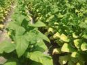 Rows of tobacco plants with green and yellowing leaves and dirt paths between rows