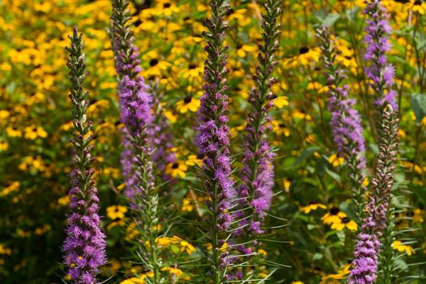 Blazing star and brown-eyed susan.