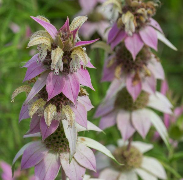 Spotted bee balm