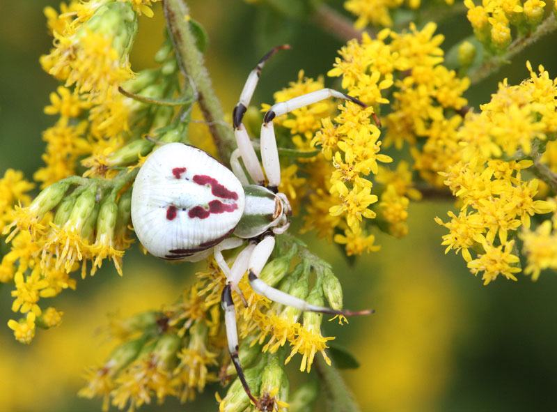 Crab spider on goldenrod