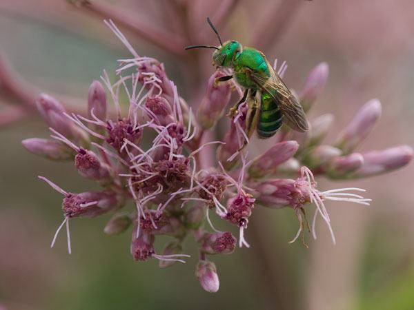 Sweat bee on joe-pye weed.