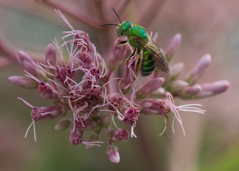 Sweat bee on joe-pye weed
