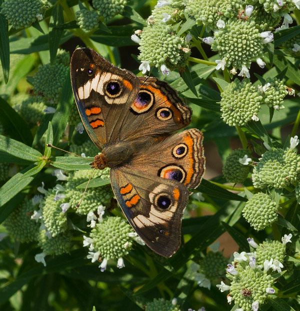 Buckeye butterfly
