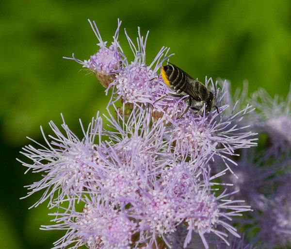 Leafcutter bee on wild ageratum