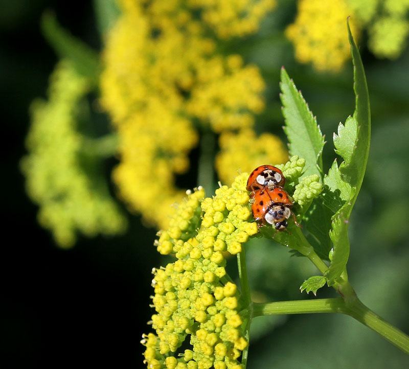 Lady beetles on golden alexander