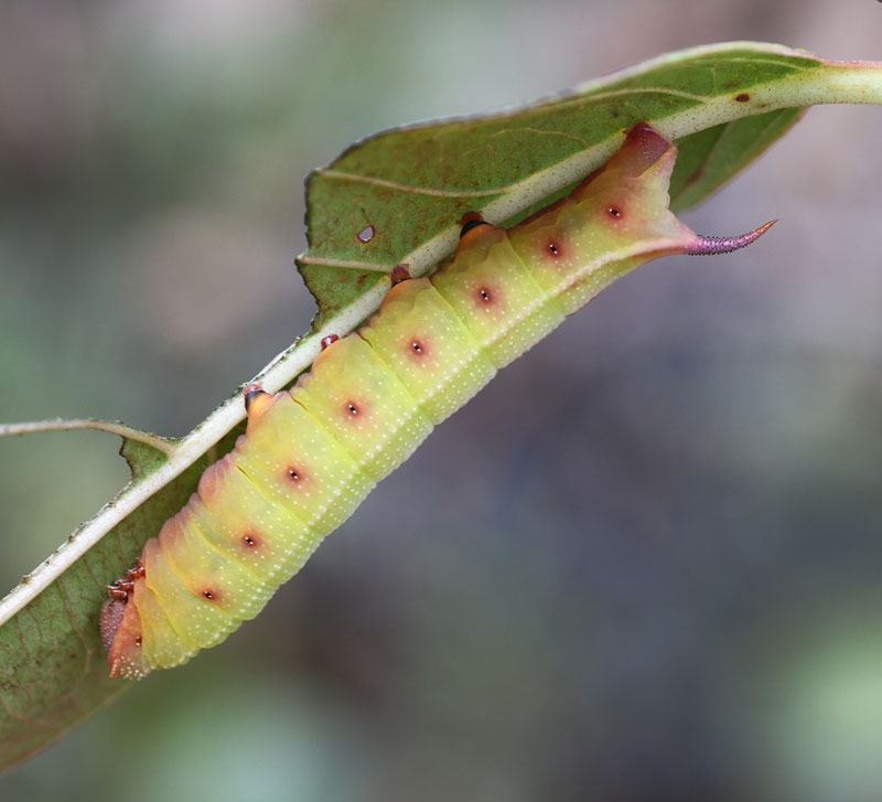 Hummingbird clearwing moth caterpillar on possumhaw viburnum