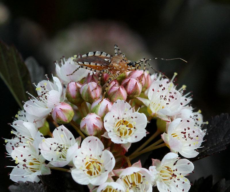 Assassin bug on eastern ninebark