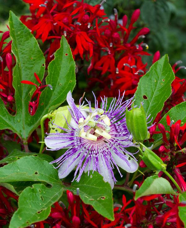 Purple passionflower and cardinal flower 