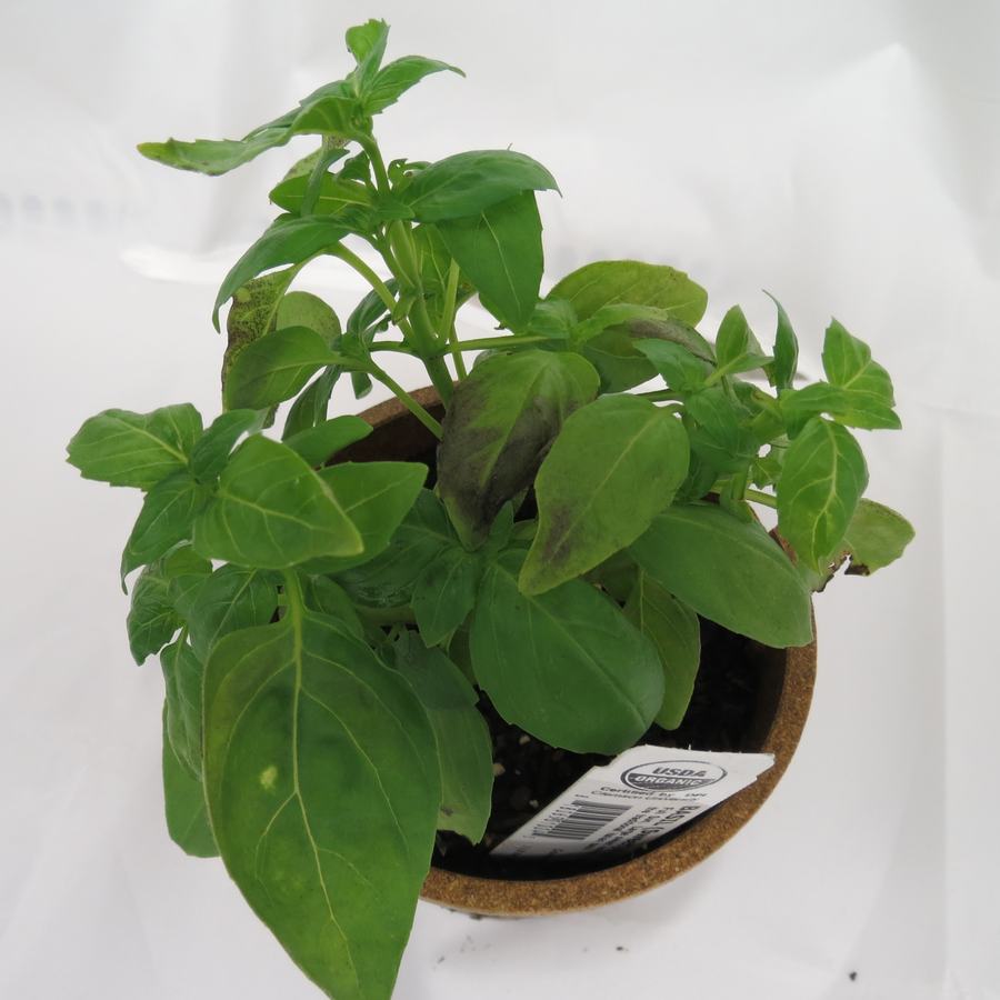 Figure 2: Symptoms of basil downy mildew, note browning of leaves (Saunia Withers, NCSU Vegetable Pathology Lab)
