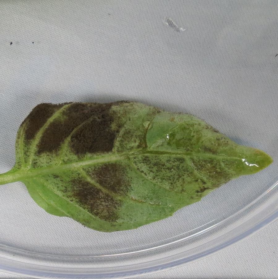 Figure 3: Basil downy mildew sporulating on the abaxial side of a leaf (Saunia Withers, NCSU Vegetable Pathology Lab)